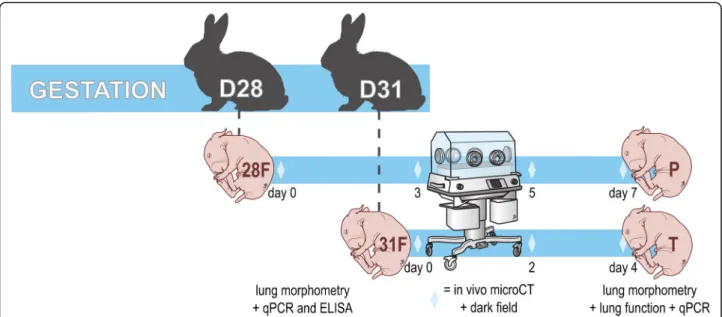 Fig. 1 Timeline of the rabbit experiments. Pups were delivered on either day 28 or day 31