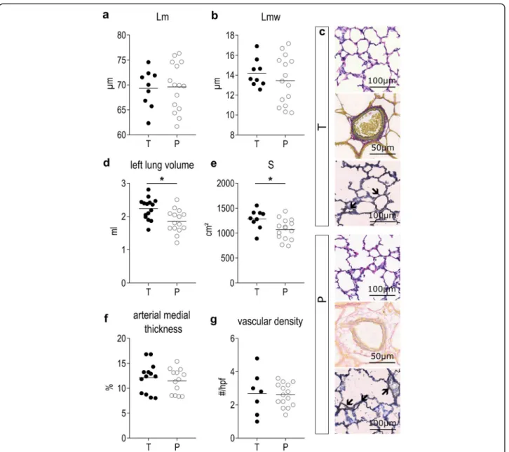 Fig. 6 Effects of prematurity on alveolar and vascular structure. a Lm and (b) Lmw are not affected by preterm birth