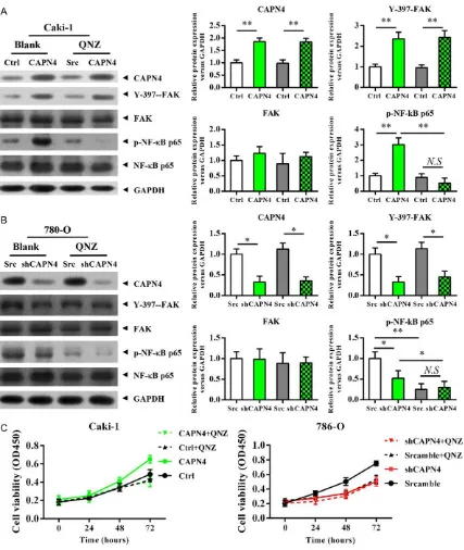 Figure 4. NF-κB activation is critical to the Capn4 enhanced RCC cells proliferation. A