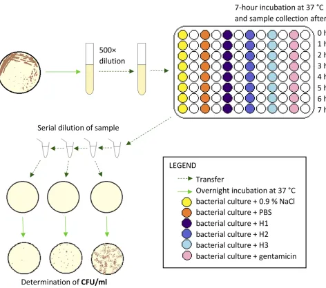 Figure 1 Schematic protocol for determination of growth-inhibitory effect of AM homogenate on UPEC, S