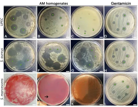 Table 1 Determination Of MICs For UPEC, S. aureus, and S. marcescens. The MICs Were Determined By Exposing The Bacteria ToDifferent Dilutions Of AM Homogenate With 2-Fold Dilution Step With Two Methods, Either Plated On Agar Or In Broth Culture, AndNext Da