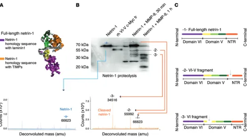 Figure 5. Generation of a VI-V fragment of netrin-1 by proteolytic cleavage in the diabetic retina