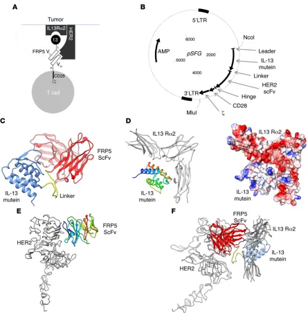 Figure 2. The HER2/IL13Rα2 tandem CAR (TanCAR) structure, its encoding transgene, and in silico interrogation of its docking properties