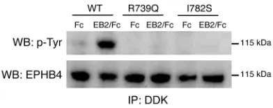 Figure 3. Effect of p.Arg739Glu and p.Ile782Ser mutations on EPHB4 tyrosine phosphorylation in HEK293T cells
