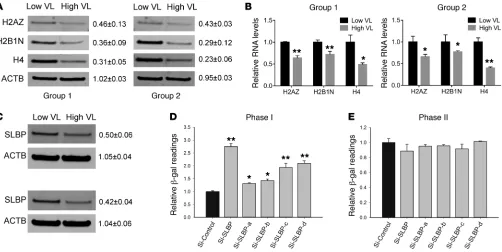 Figure 3. Histone-related stem-loop binding protein serves as an HIV-1 host factor. (A) SILAC-MS data were validated by conventional Western blots