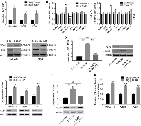 Figure 4. SLBP depletion led to higher levels of HIV-1 integration and replication. (led to higher (2.7- to 4.4-fold) levels of HIV-1 integration at 48 hours after infection as quantified by Alu-PCR