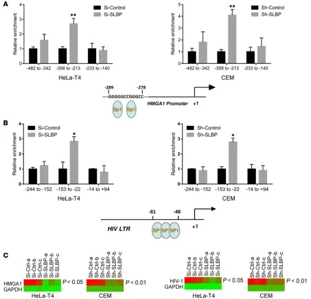 Figure 5. Impact of SLBP depletion on HMGA1 and HIV-1 promoter activity and transcription factor accessibility