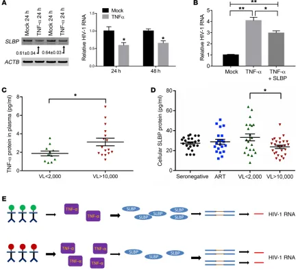 Figure 6. TNF-αexpression of SLBP significantly decreased the HIV-1 enabling activity of TNF-Tukey’s test; *RNA in comparison with untreated cells or those simultaneously treated with an SLBP expression vector (TNF-(30 ng/ml)
