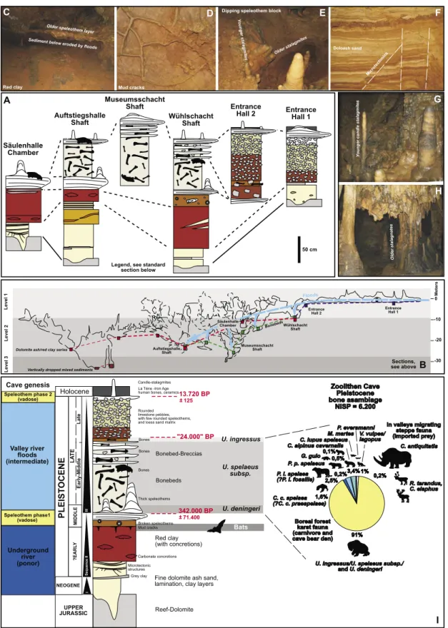 Fig. 4: Sections in the Zoolithen Cave, dating and interpretation of main sedimentary fluvial (underground river and valley river) series (absolute data  from Kempe et al