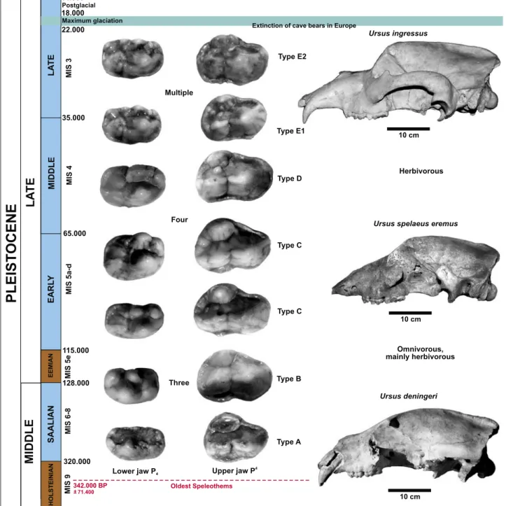 Fig. 5: “Cave bear clock” – dating the cave bears by P4 and skull shape morphologies. The tooth material is from the dump infront of the cave but dem- dem-onstrate a cross-section through all primitive deningeri to ingressus cave bear tooth morphotypes sen