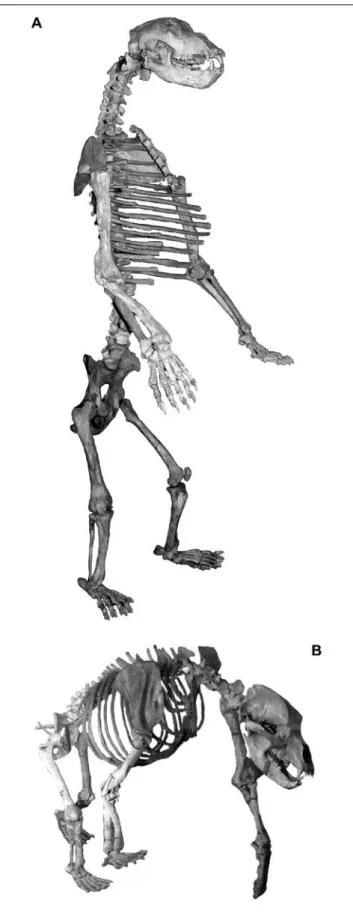 Fig. 6: A. Compiled cave bear skeleton of different individual remains and  species of the Zoolithen Cave (exhibition of the Museum für Ur- und  Orts-geschichte Bottrop)