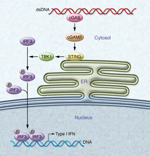Figure 1. Scheme showing the activation of the STING pathway by cyto-solic DNA. Cytosolic DNA is recognized by cGAS, which catalyzes the gen-eration of cGAMP
