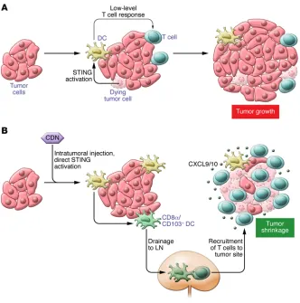 Figure 2. The STING pathway is activated within intratumoral DCs and boosts an 