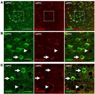 Figure 1. M1-AChR colocalized with CaMKII+ and GAD67+ neurons in the mPFC. WT mice were perfused, and brains were processed for immunohistology