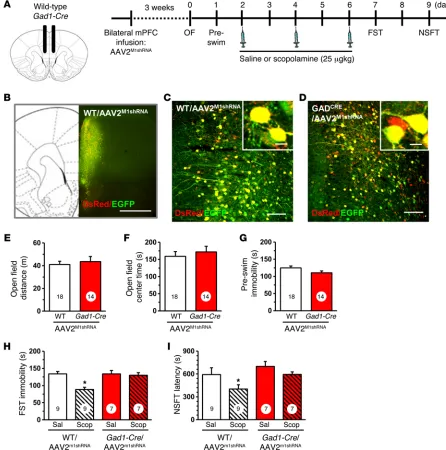 Figure 2. Infusion of AAV2M1shRNAadditional behavioral tests. (histology. Representative confocal images of fluorescence in the mPFC are shown