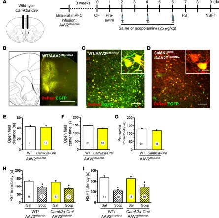 Figure 3. Infusion of AAV2M1shRNArons have only DsRed fluorescence, while few have colocalization of EGFP (green) and DsRed (red) fluorescence