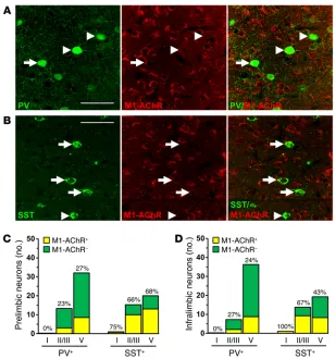 Figure 5. Parvalbumin and SST interneurons have varied expression of M1-AChR in the mPFC