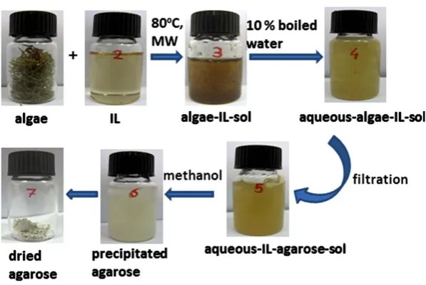 Table 1. ILs, treatment condition, % yield, gelling temperature (Tgel), melting temperature (Tm), gel strength, apparent vis-cosity, ash and sulfate content for and standard agarose