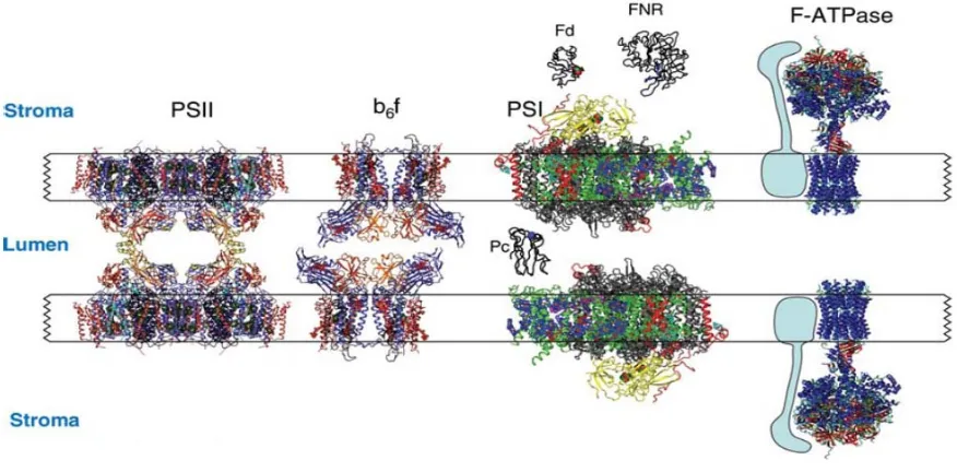 Figure 1: Model of the thylakoid membrane with embedded multi-subunit complexes PSII, cytochrome b6f, PSI and ATPase