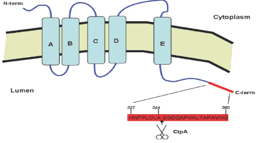 Figure 3: Membrane topology of the D1 protein. A-E mark the five transmembrane domains of the 
