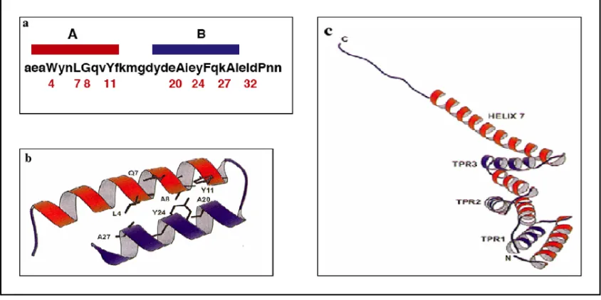 Figure 6: (A) Primary structure of one TPR motif. Blue and red lines indicate the two α-helices