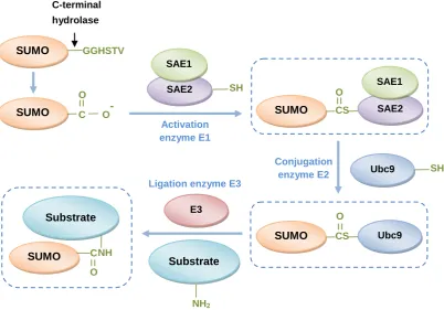 Figure 2. The SUMO conjugation pathway. SUMO is synthesized as a precursor and processed by hydrolases to make the carboxy-terminal double-glycine motif available for conjugation
