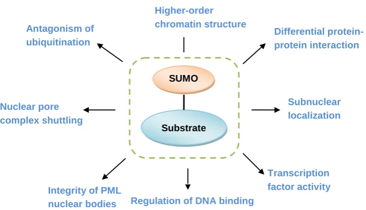 Figure 3. Functions of sumoylation. Some of the known functions of sumoylation are indicated