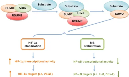 Figure 4. Actions of RSUME on the sumoylation process. RSUME enhances Ubc9-