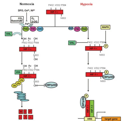 Figure 6. Oxygen-dependent regulation of HIF-1 stabilization and transactivation. In normoxia (left), two proline residues of HIF-1 (P402 and P564) and asparagine (N803) are hydroxylated by PHDs and FIH-1, respectively, in an O2, 2-OG, and Fe2+-dependent 