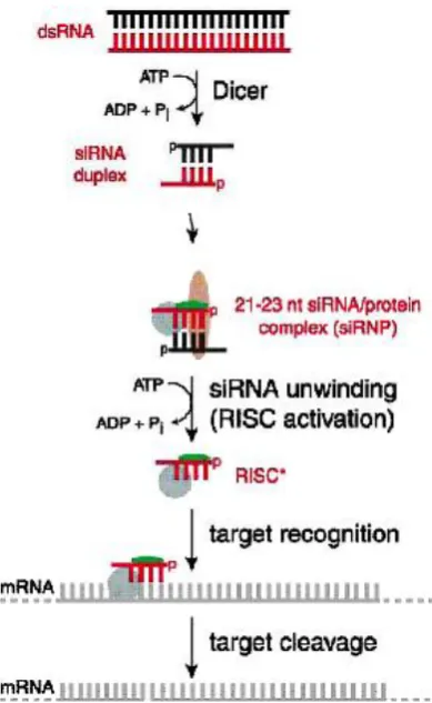 Figure 8. The siRNA pathway. Long double-stranded RNA (dsRNA) is digested by Dicer in an ATP-dependant way