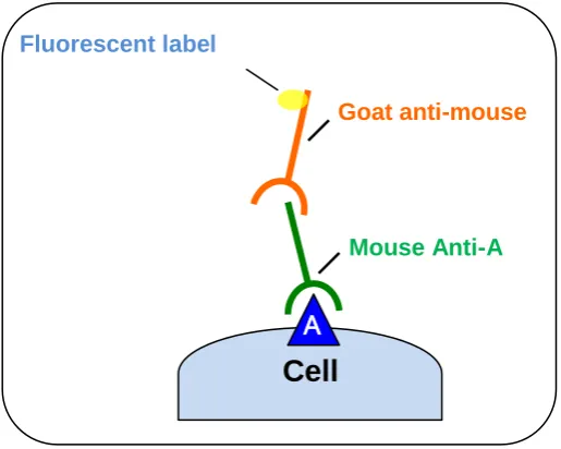 Figure 9. The principle of indirect fluorescence assay. The target antigen is recognized by the specific primary antibody which is recognized by the fluorescent labeled secondary antibody