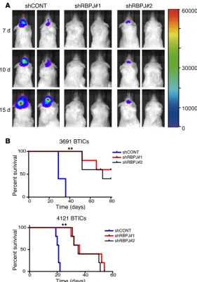 Figure 4. Targeting RBPJ decreases BTIC tumor formation. (A) Tumor size of orthotopic glioblastoma xenografts derived from luciferase-expressing BTICs transduced with shCONT or shRBPJ was tracked by bioluminescence over a time course