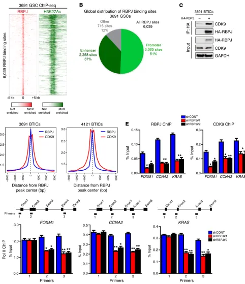 Figure 6. RBPJ binds to CDK9 to promote target gene transcription elongation. (A) Global analysis of the RBPJ landscape reveals that RBPJ binds nearly exclusively to active promoters and enhancers