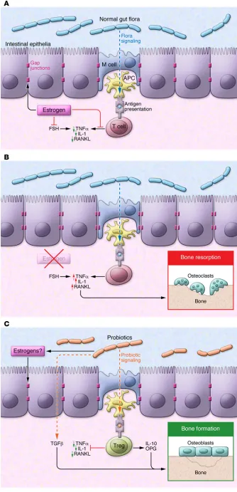 Figure 1. Gut microbiota play a fundamental role in bone mass regulation. (A) Normal gut 