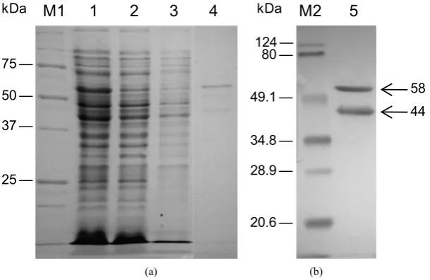 Figure 1. Assessment of the expression and purification of His6NirA analyzed in two different homogenous polyacrylamide gels: (a) SDS-PAGE, stained with Coomassie brilliant blue; (b) Western blot, revealed with anti-His6 tag antibody