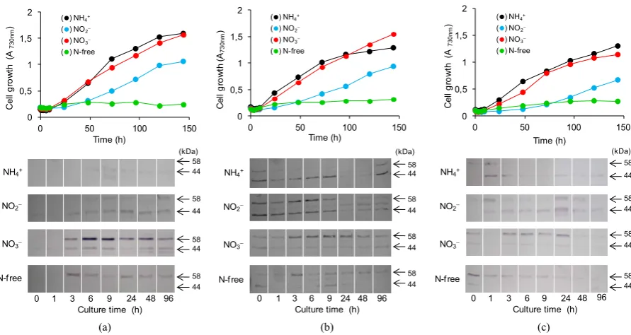 Figure 4. Assessments of growth (upper panels) and time-course expression (lower panels) of NirA in cultures of T