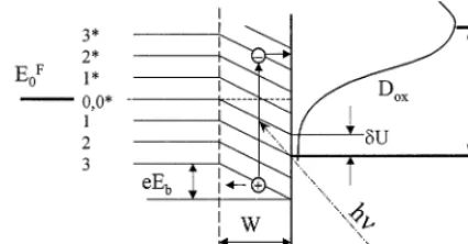 Fig. 6. Energy diagram of the HOPG basal plane electrode in contactwith electrolyte containing a redox couple.andtively,unoccupied electronic states of oxidized species in the electrolyte