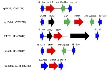 Figure 1 The structure of two pheromone-responsive conjugative multiresistant plasmids carrying a mobile optrA locus from E