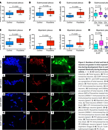 Figure 3. Numbers of total and late-born enteric neurons are greater in mice exposed to fluoxe-tine during development than in control mice exposed identically during development to vehicle