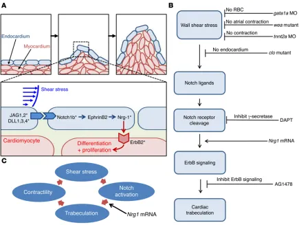Table 1. Ventricular volume and EF in response to gata1a MO– and AG1478-treated zebrafish