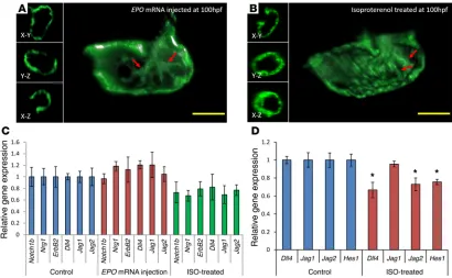 Figure 4. Endocardial Notch activation in Tg(cmlc2:mCherry;tp1:gfp) zebrafish. (A) Tp1-gfp signal was present throughout the ventricle