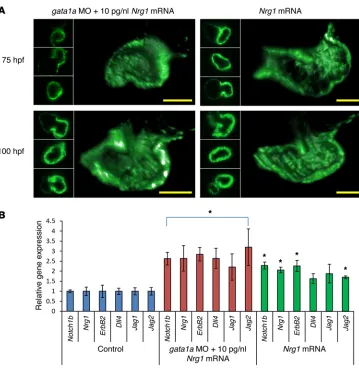 Figure 6. High-dose Nrg1 mRNA (10 M) did not restore trabeculation in 