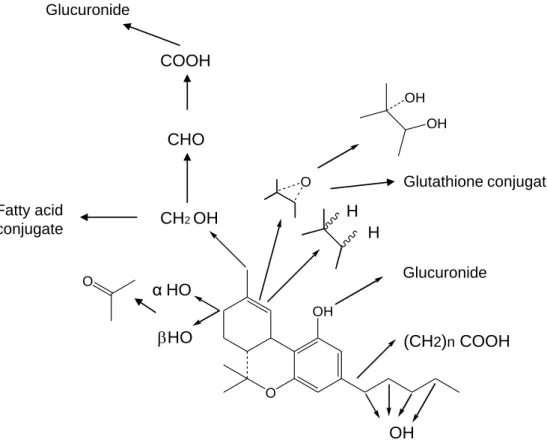 Figure 4: Metabolic pathway of ∆ 9 -THC 