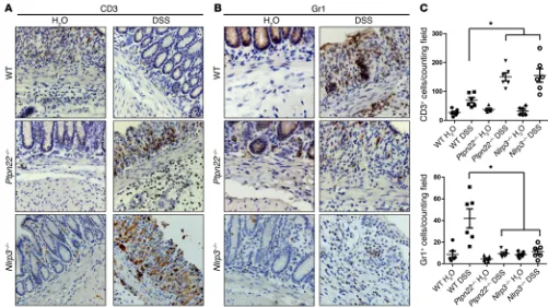 Figure 8. Reduced infiltration of granulocytes in the inflamed colon of Ptpn22Statistical analysis of infiltrating cells is shown in Each dot represents 1 mouse