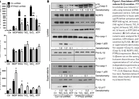 Figure 1. Knockdown of PTPN22 reduces IL-1 secretion. PTPN22 