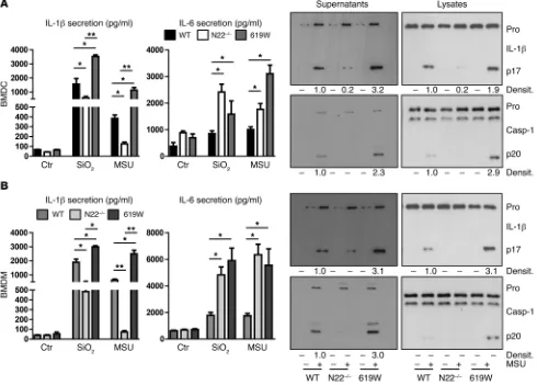 Figure 2. Loss of PTPN22 reduces and presence of the PTPN22-619W variant enhances IL-1β secretion
