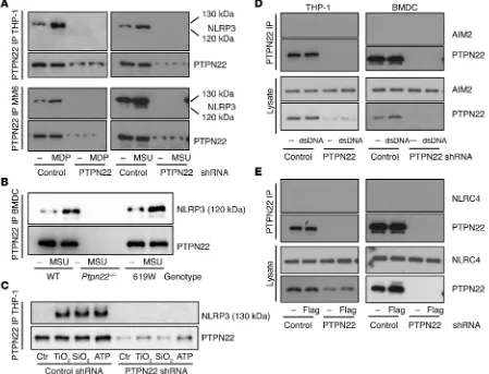 Figure 4. PTPN22 interacts with NLRP3 upon inflammasome activation. THP-1 cells, MM6 cells, and BMDCs were treated with upLPS for 12 hours prior dsDNA, or flagellin, as indicated