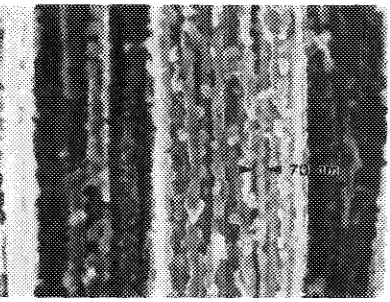 FIG. 7. etched A SEM picture ofa longitudinal surface of wire A (Fig. 2), deep to remove the Cu
