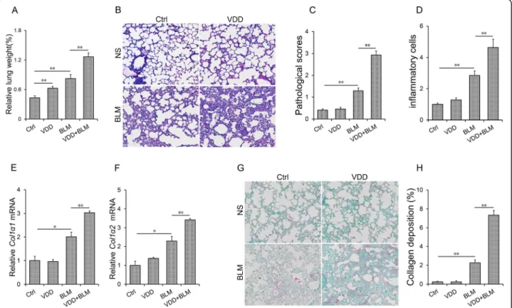Fig. 2 Vitamin D deficiency aggravates BLM-induced pulmonary inflammation and interstitial fibrosis