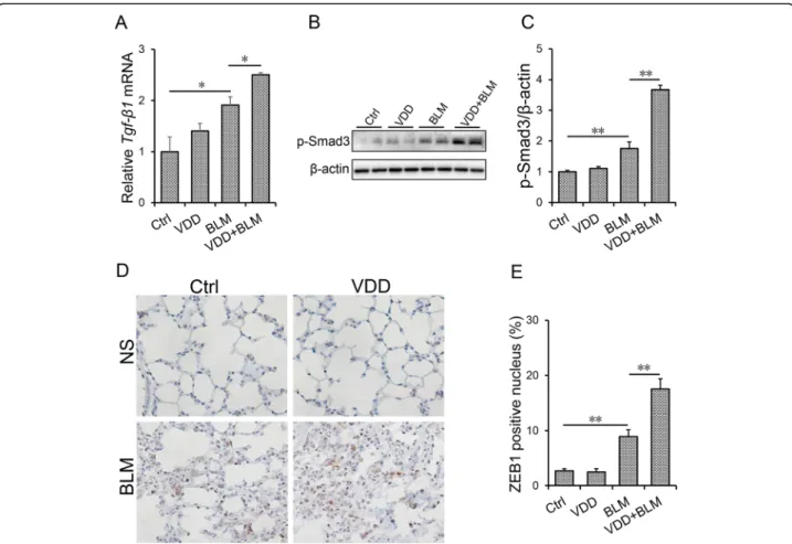 Fig. 4 Vitamin D deficiency aggravates BLM-induced activation of TGF- β/Smad3 in the lungs